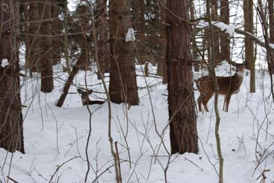 Snowy woodland scene with deer