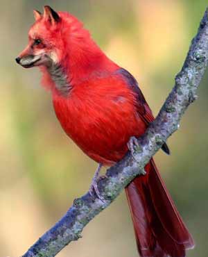 An unusual Fox Cardinal bird!!